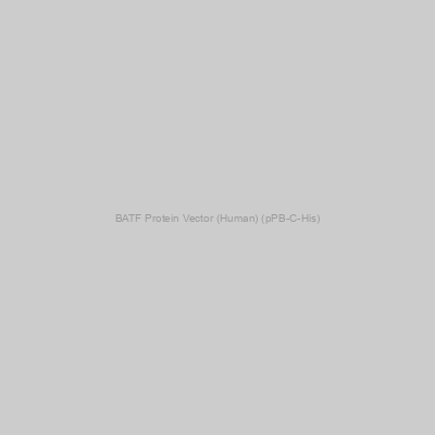 BATF Protein Vector (Human) (pPB-C-His)